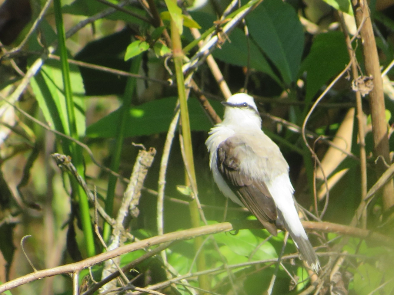 Lavadeira-mascarada (Fluvicola nengeta), aves, fotografado em Maresias, São Sebastião