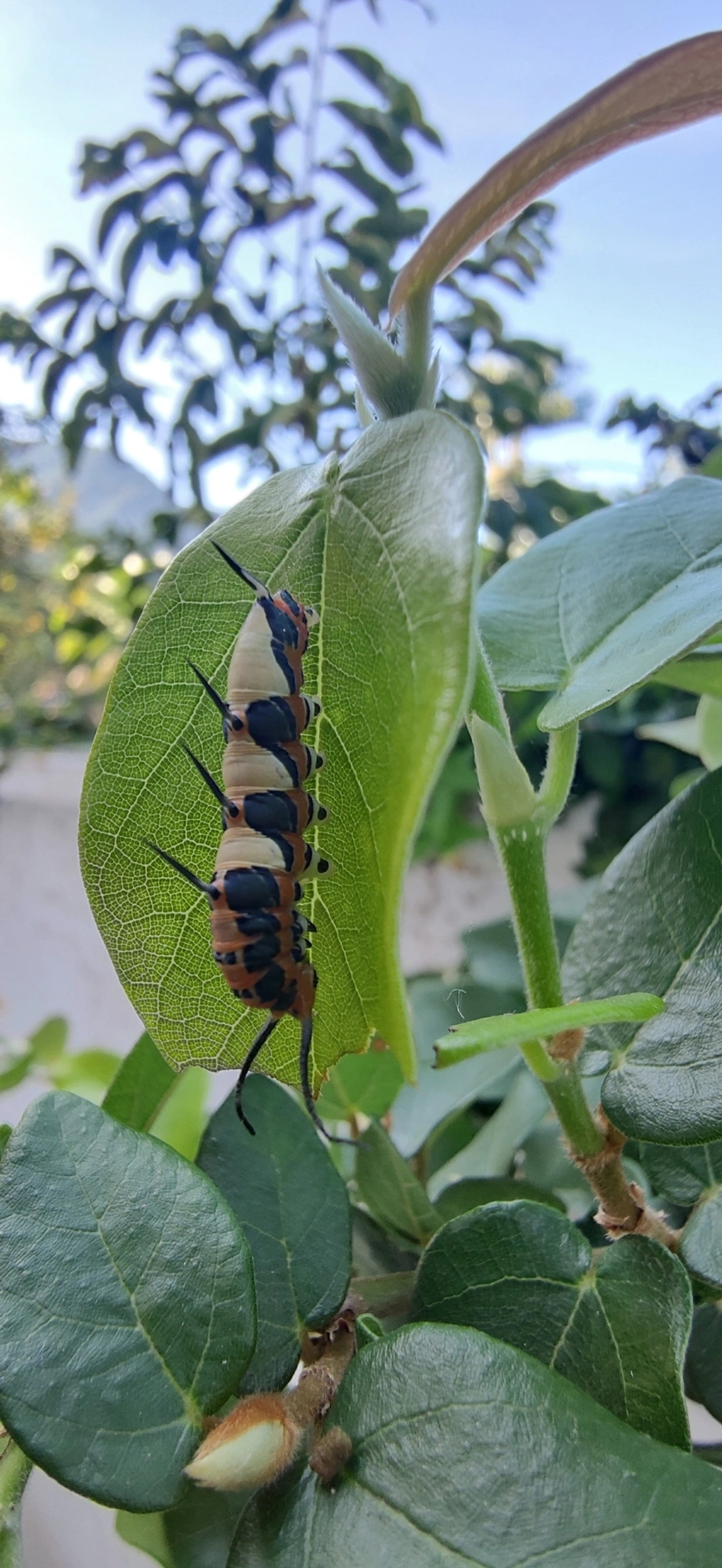 Borboleta-Asas-de-Punhal (Marpesia petreus), insetos, fotografado em Maresias, São Sebastião