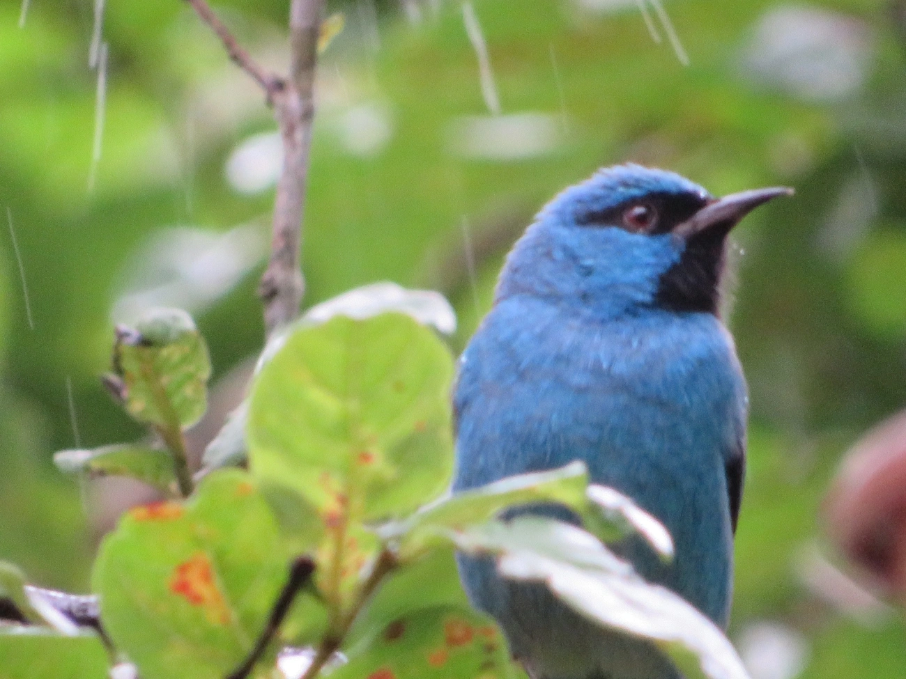 Saí-azul (Dacnis cayana), aves, fotografado em Maresias, São Sebastião
