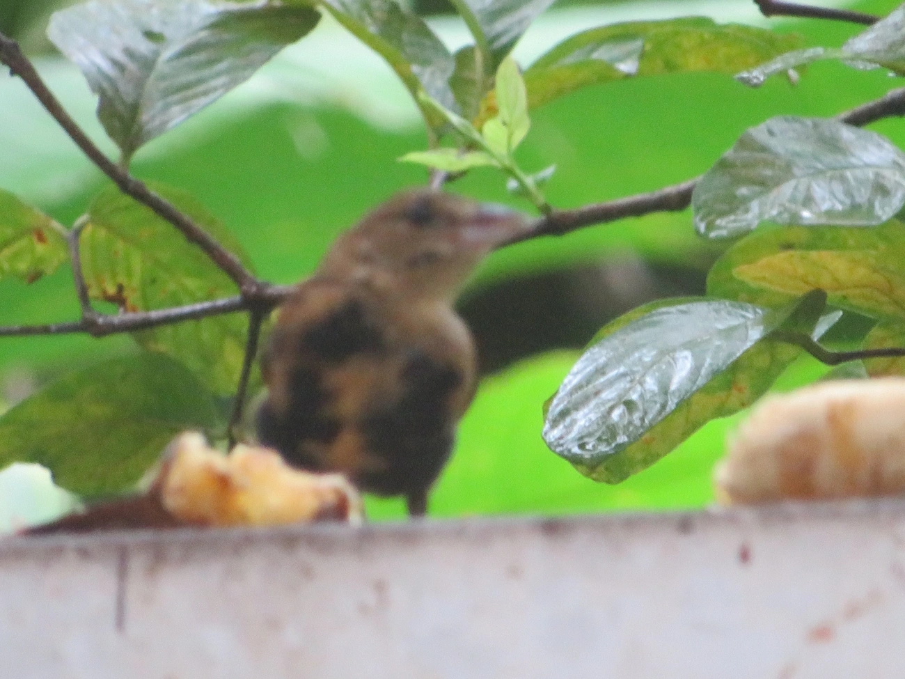 Tiê-preto (Tachyphonus coronatus), aves, fotografado em Maresias, São Sebastião