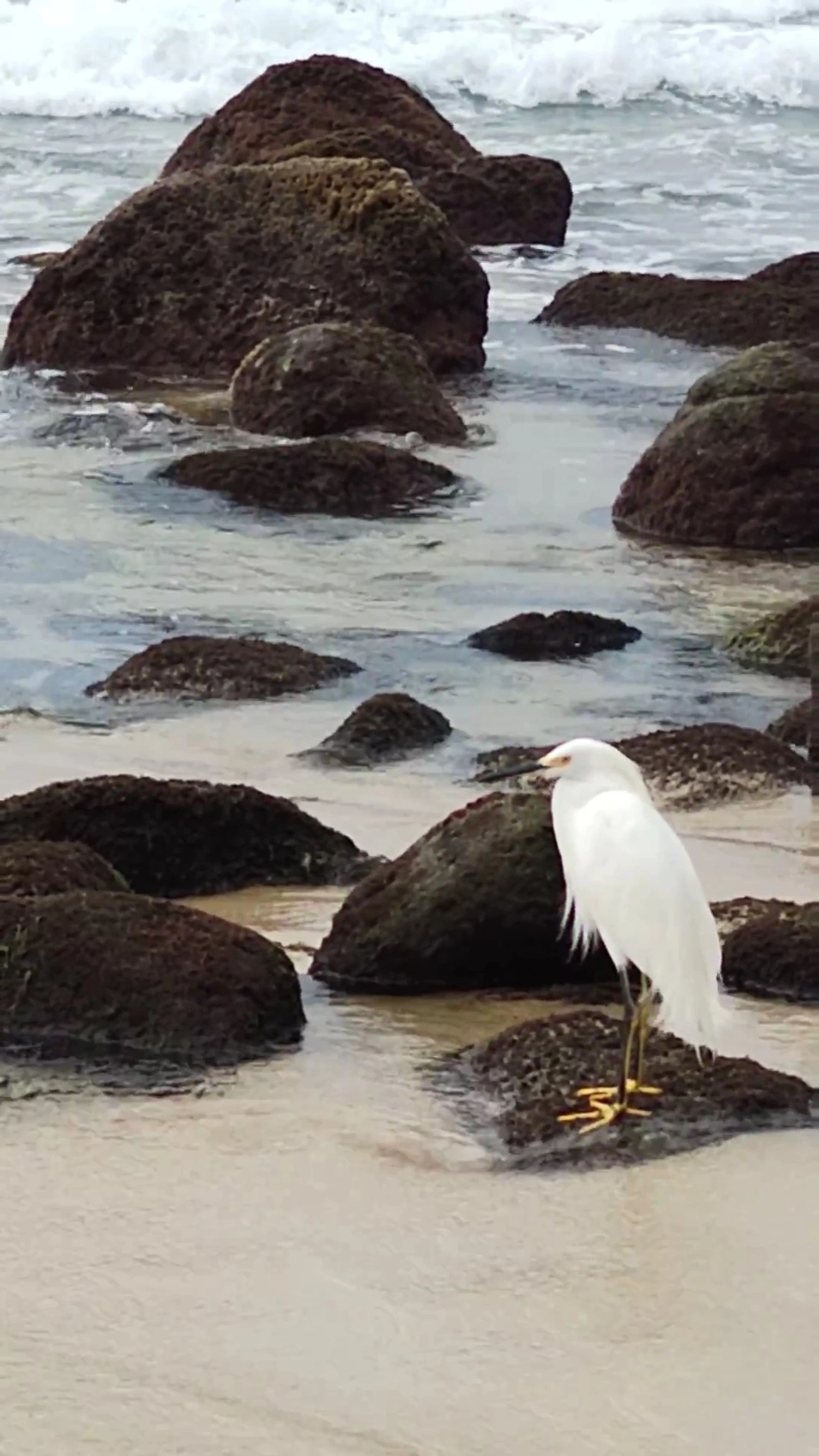 Garça-branca-pequena (Egretta thula), aves, fotografado em Maresias, São Sebastião
