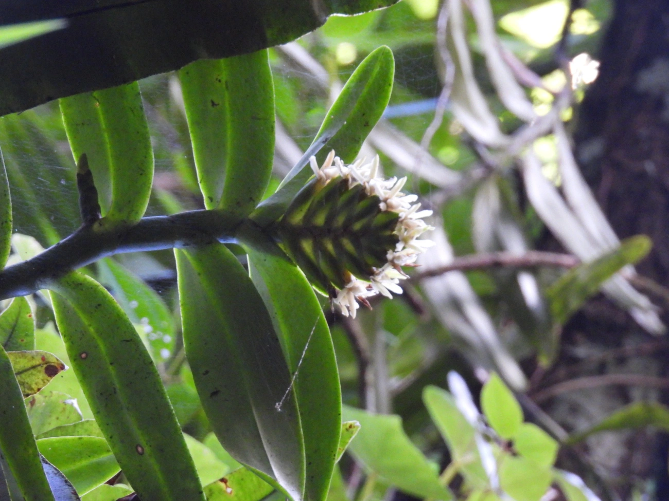 Epidendrum paranaense, plantas, fotografado em Resende