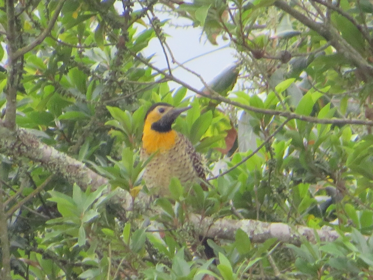 Pica-pau-do-campo (Colaptes campestris), aves, fotografado em Maresias, São Sebastião