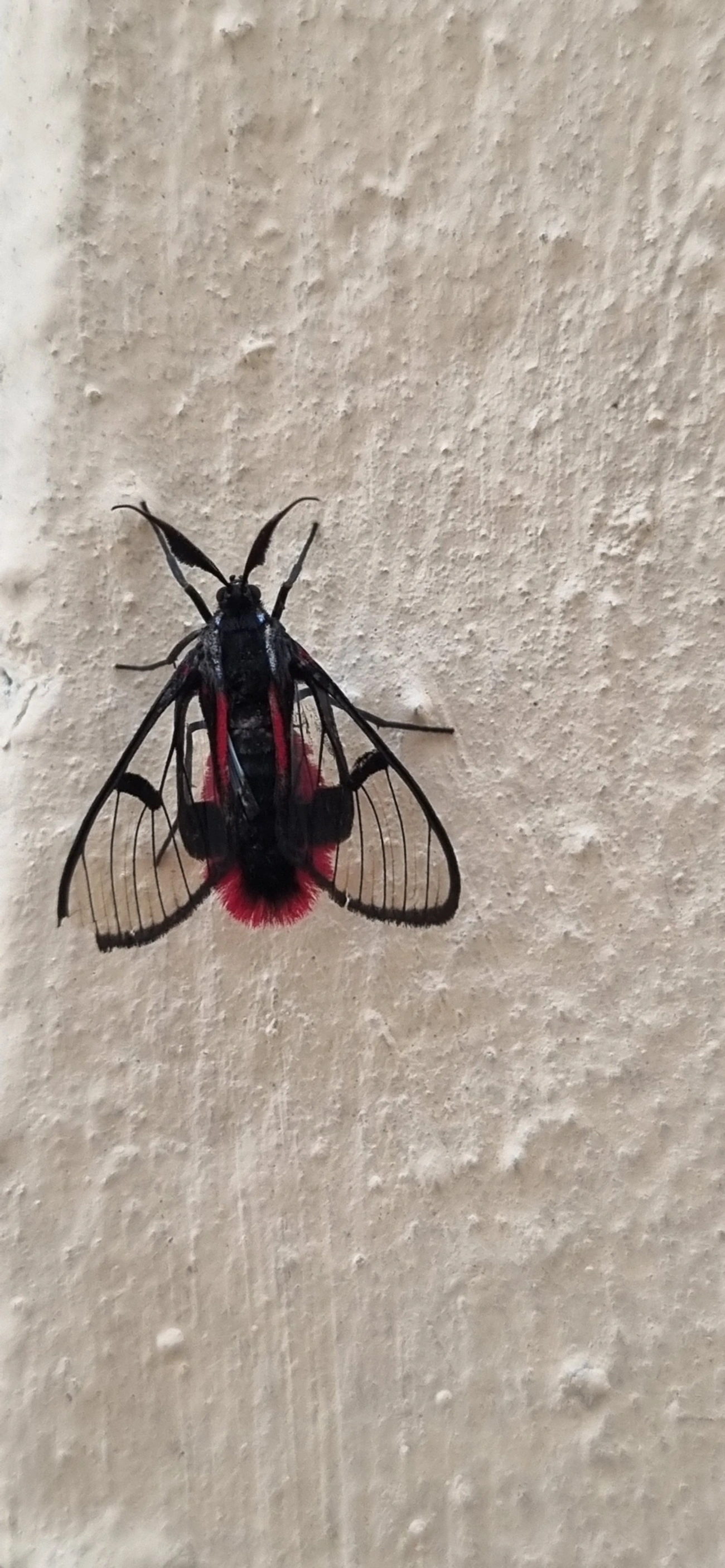 Dinia, insetos, fotografado em Indaiá, Caraguatatuba