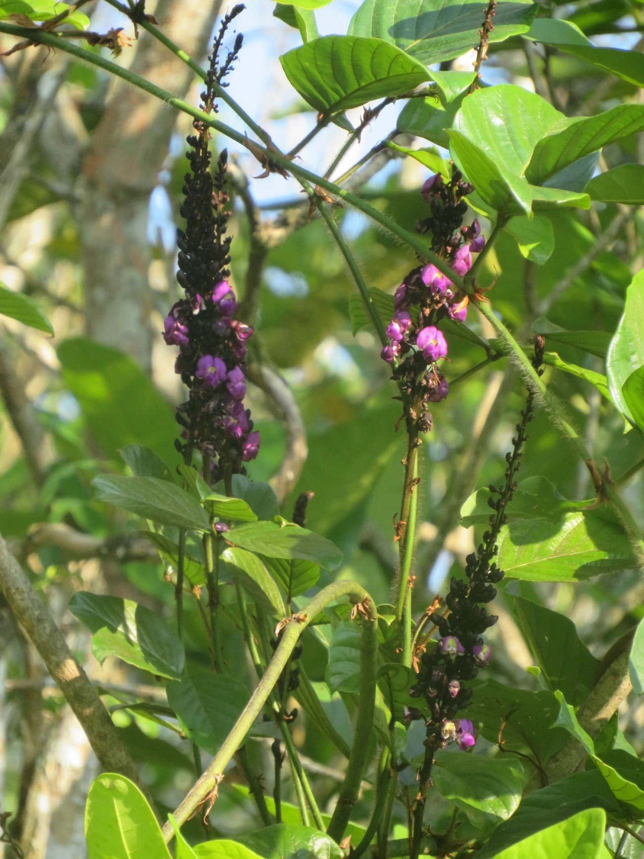 Macropsychanthus wilsonii, plantas, fotografado em Maresias, São Sebastião