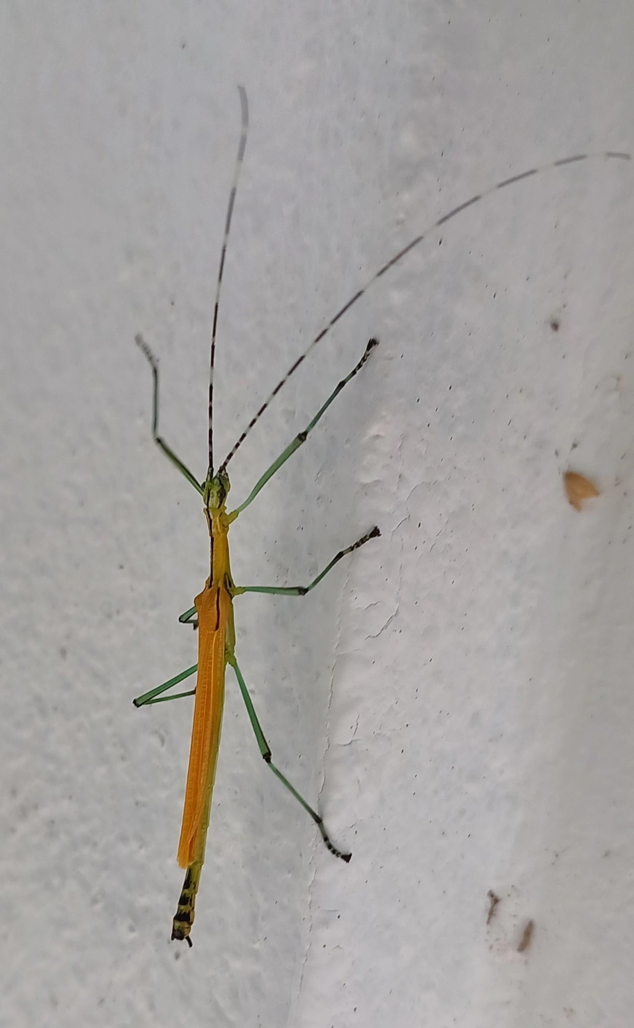 Bicho-pau-verde-e-amarelo (Tithonophasma tithonus), insetos, fotografado em Maresias, São Sebastião