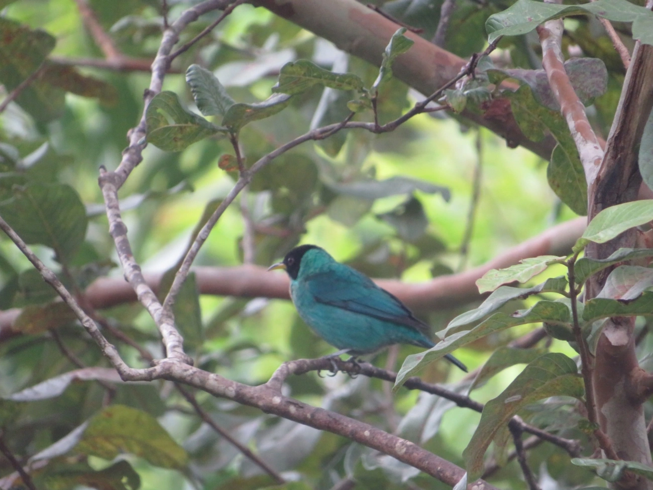 Saí-verde (Chlorophanes spiza), aves, fotografado em Maresias, São Sebastião