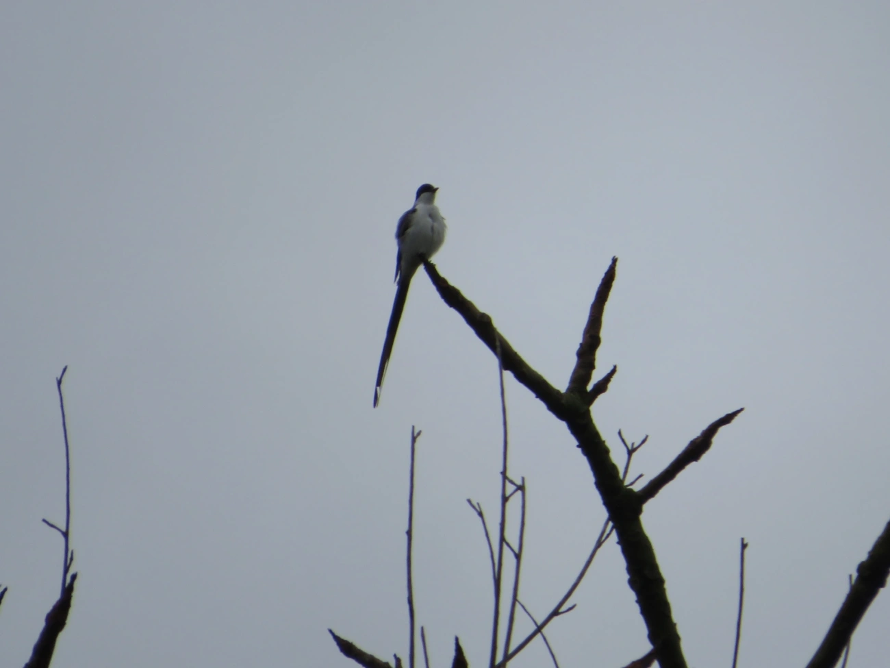 Tesourinha (Tyrannus savana), aves, fotografado em Maresias, São Sebastião