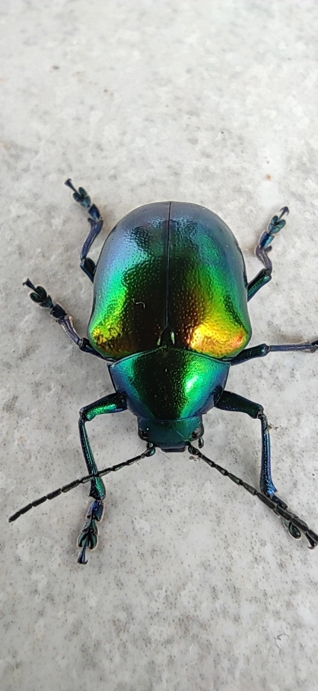 Eumolpus ignitus, insetos, fotografado em Maresias, São Sebastião