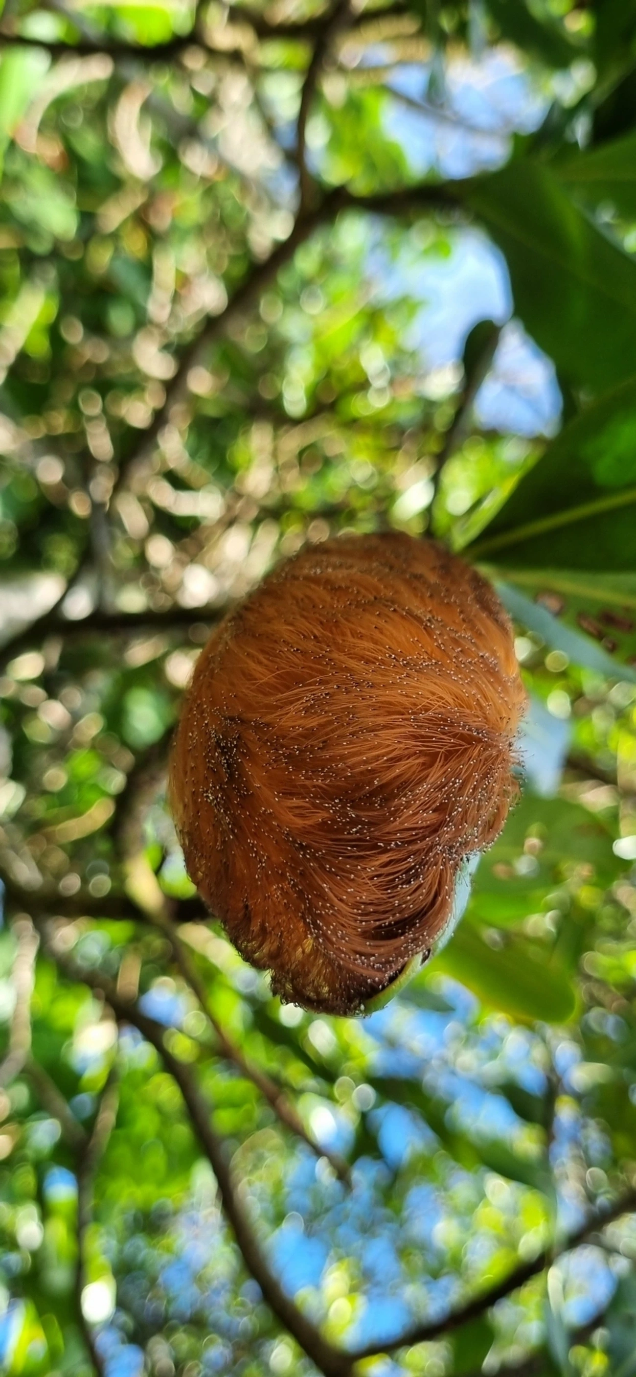 Podalia, insetos, fotografado em Maresias, São Sebastião