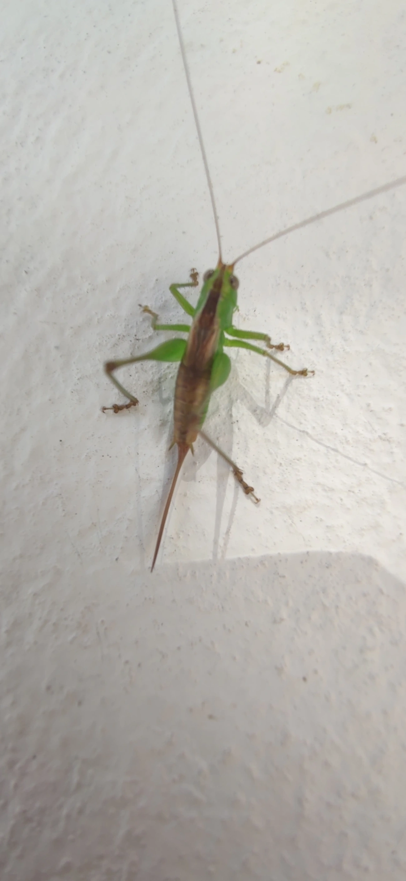 Conocephalus, insetos, fotografado em Maresias, São Sebastião