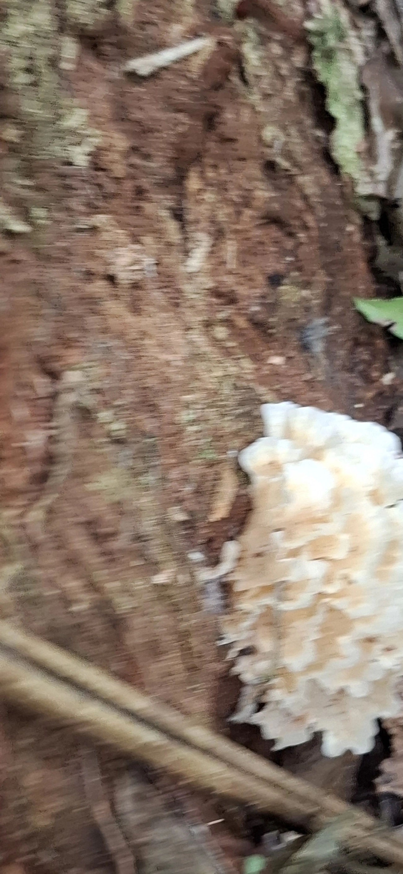 Irpex, fungos, fotografado em Maresias, São Sebastião