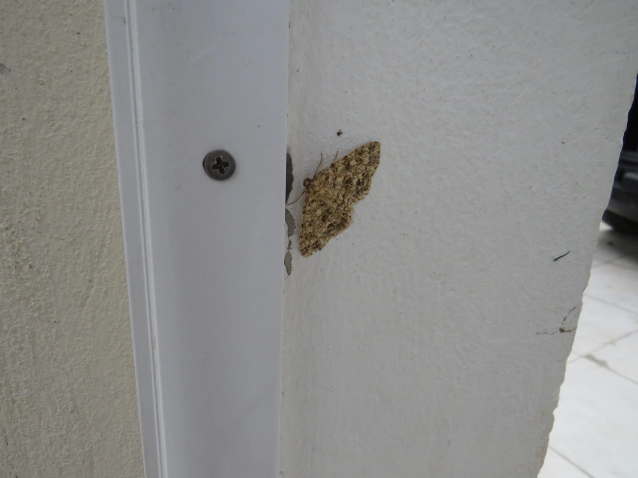 Ennominae, insetos, fotografado em Maresias, São Sebastião
