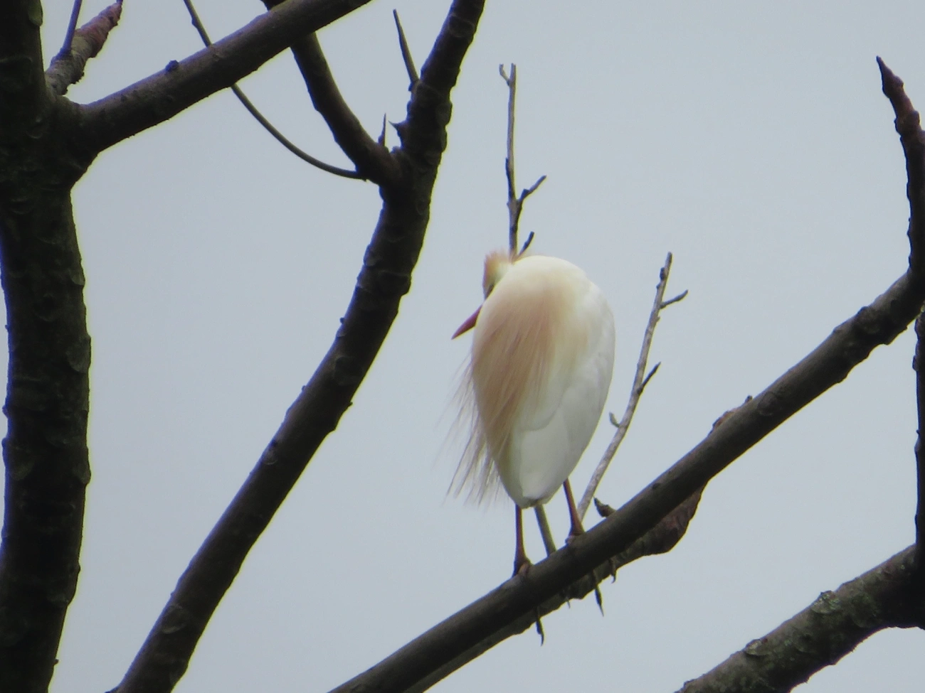 Garça-vaqueira (Ardea ibis), aves, fotografado em Maresias, São Sebastião