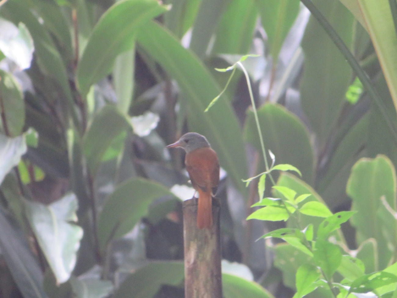 Capitão-de-saíra (Attila rufus), aves, fotografado em Maresias, São Sebastião