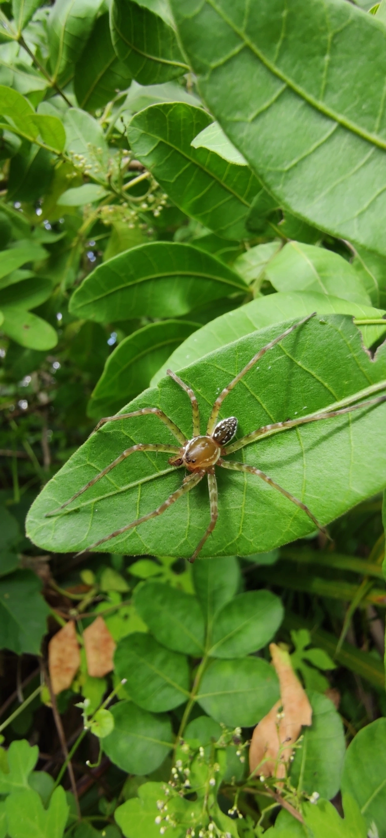 Thaumasia, aracnídeos, fotografado em Maresias, São Sebastião