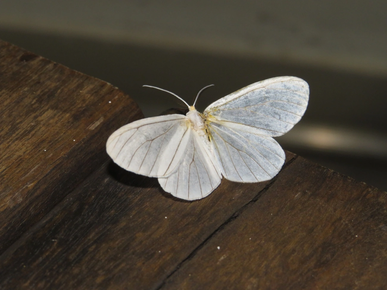 Borboletas e traças (Lepidoptera), insetos, fotografado em Maresias, São Sebastião