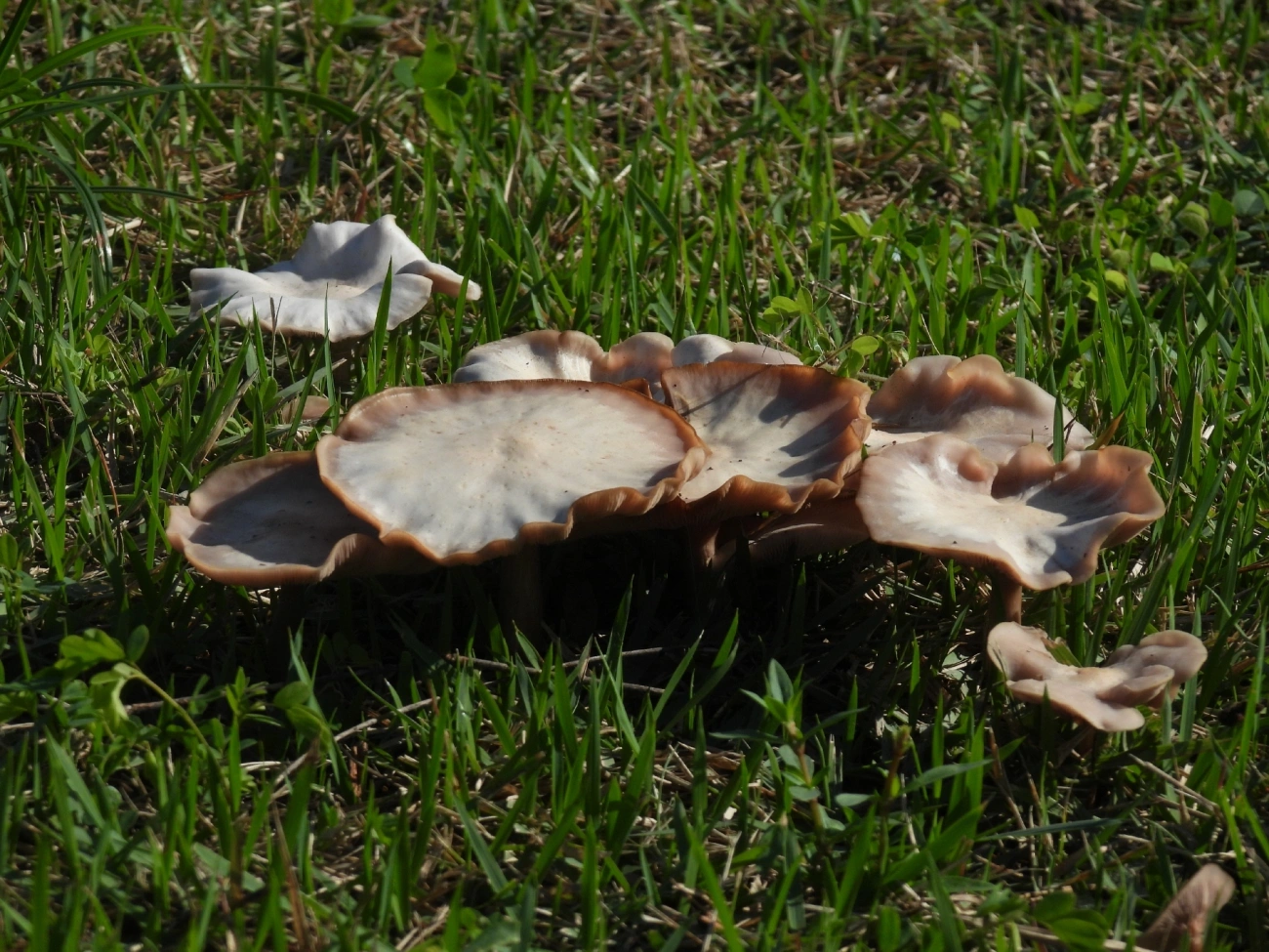Blewit sórdido (Collybia sordida), fungos, fotografado em Maresias, São Sebastião