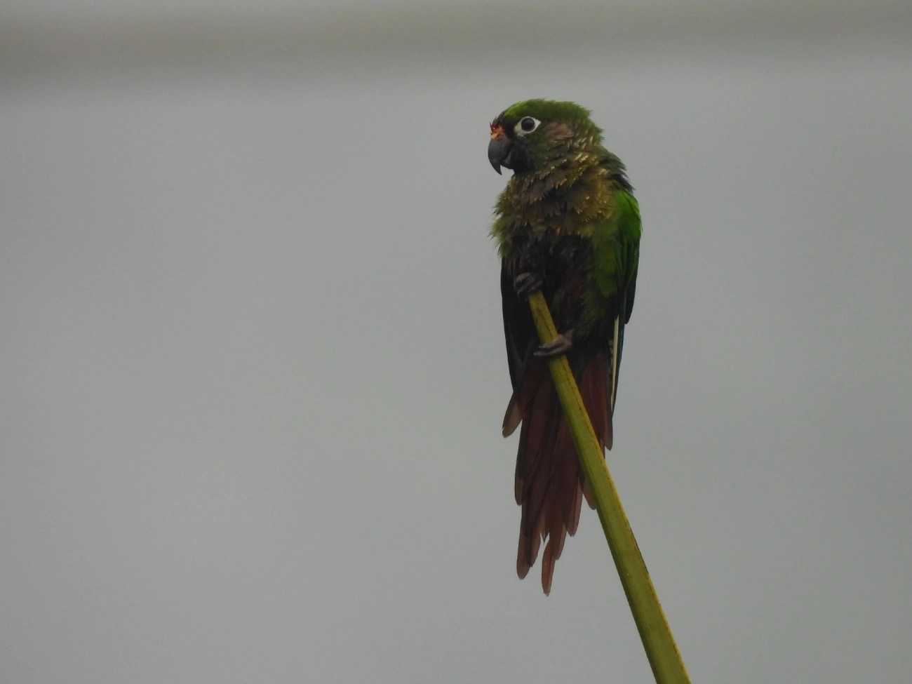 Tiriba-de-testa-vermelha (Pyrrhura frontalis), aves, fotografado em Maresias, São Sebastião