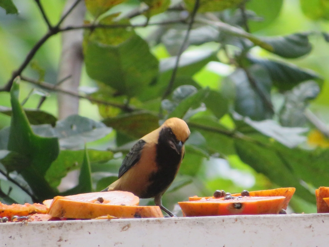 Saíra-amarela (Stilpnia cayana), aves, fotografado em Maresias, São Sebastião
