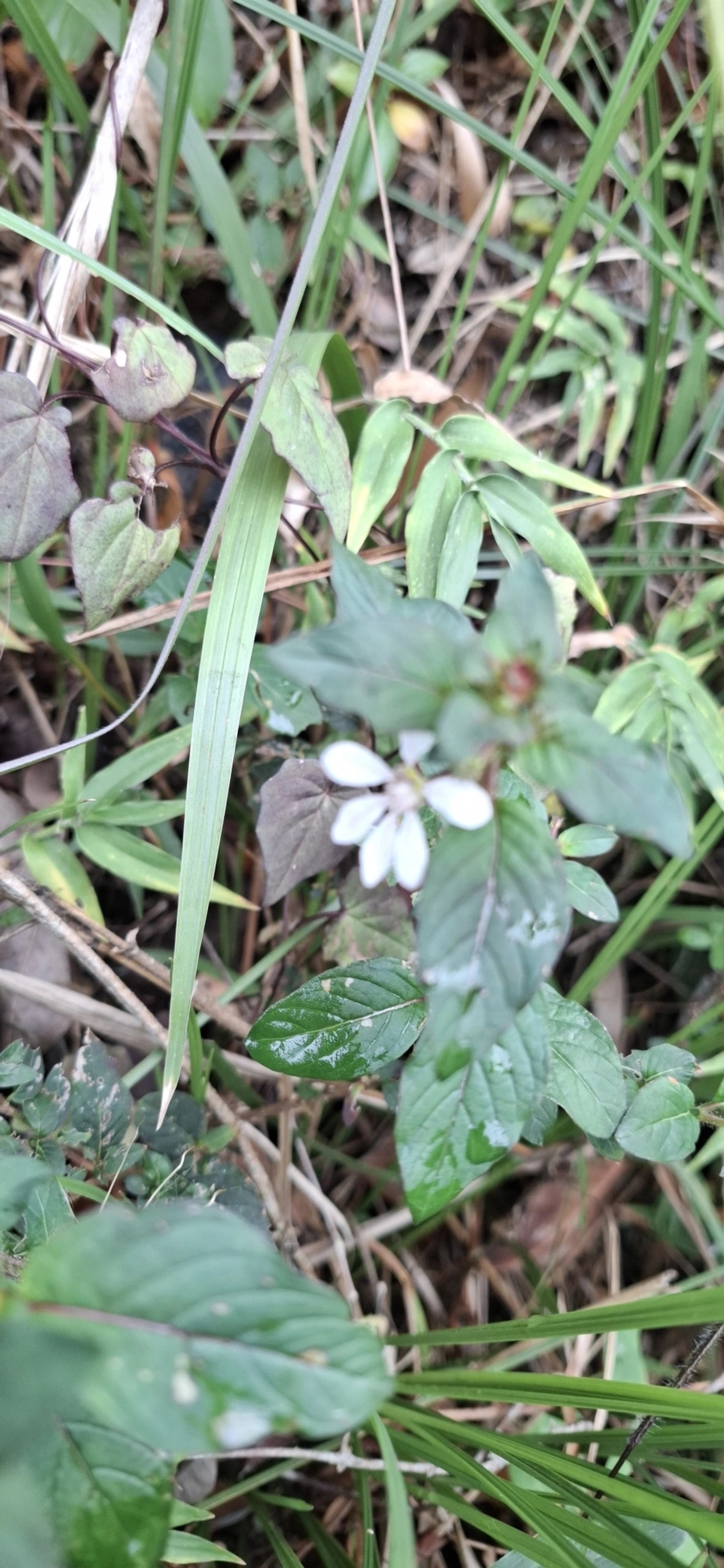 Cuphea ingrata, plantas, fotografado em Itamonte