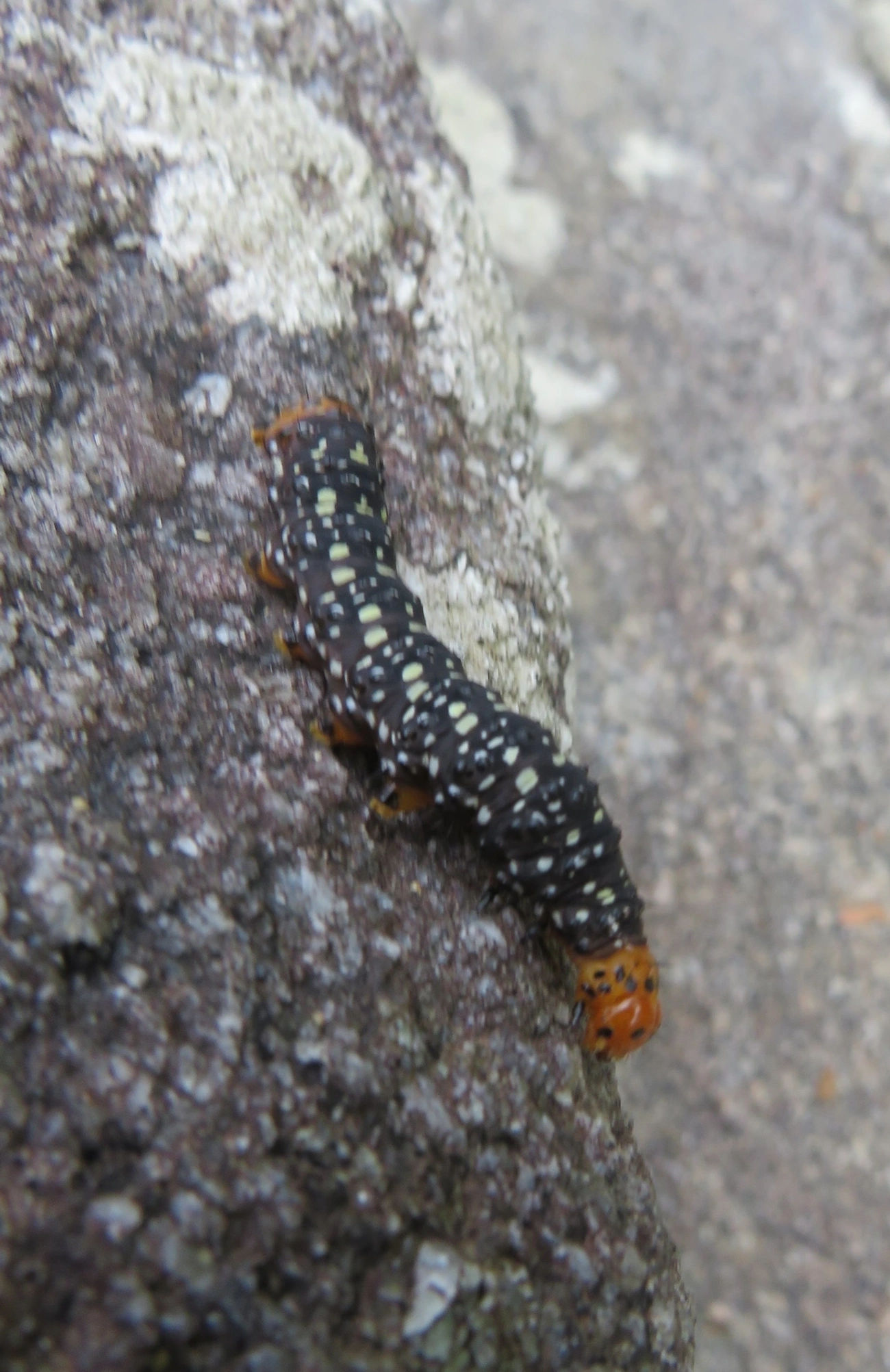 Mariposa-espanhola (Xanthopastis timais), insetos, fotografado em Maresias, São Sebastião