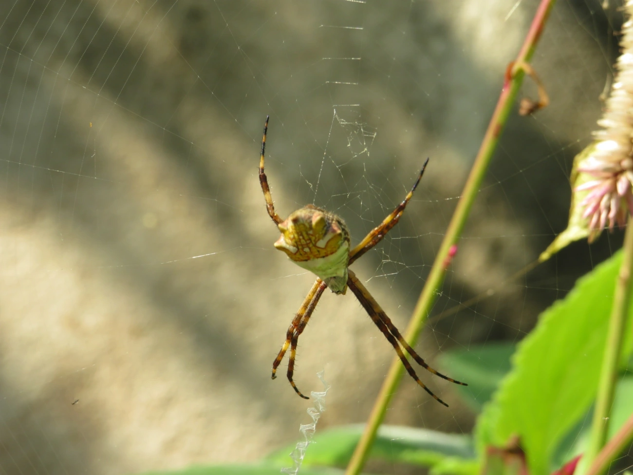 Aranha-de-prata (Argiope argentata), aracnídeos, fotografado em Maresias, São Sebastião