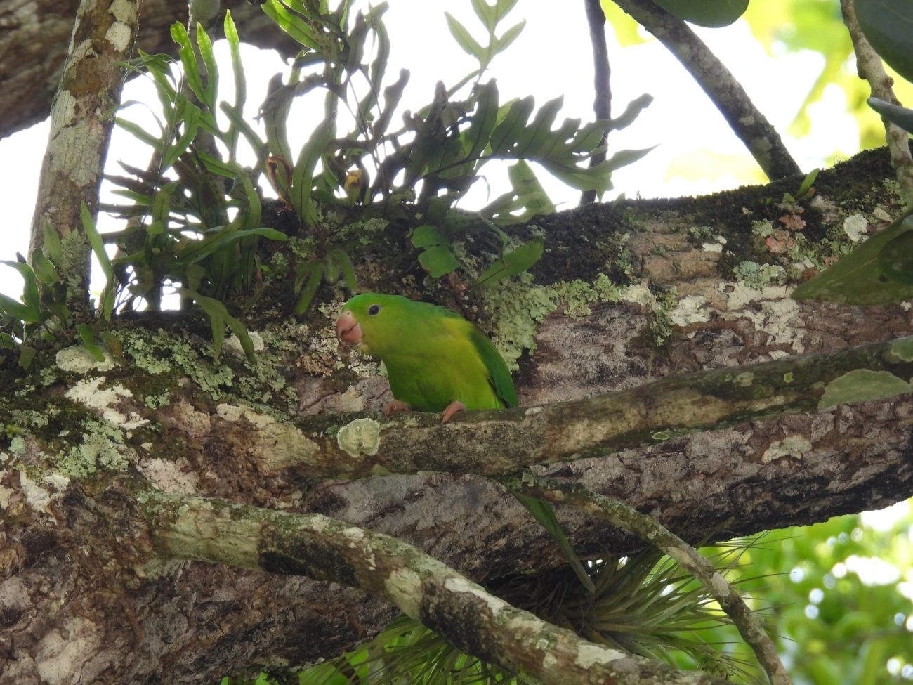Periquito-rico (Brotogeris tirica), aves, fotografado em Domingas Dias, Ubatuba