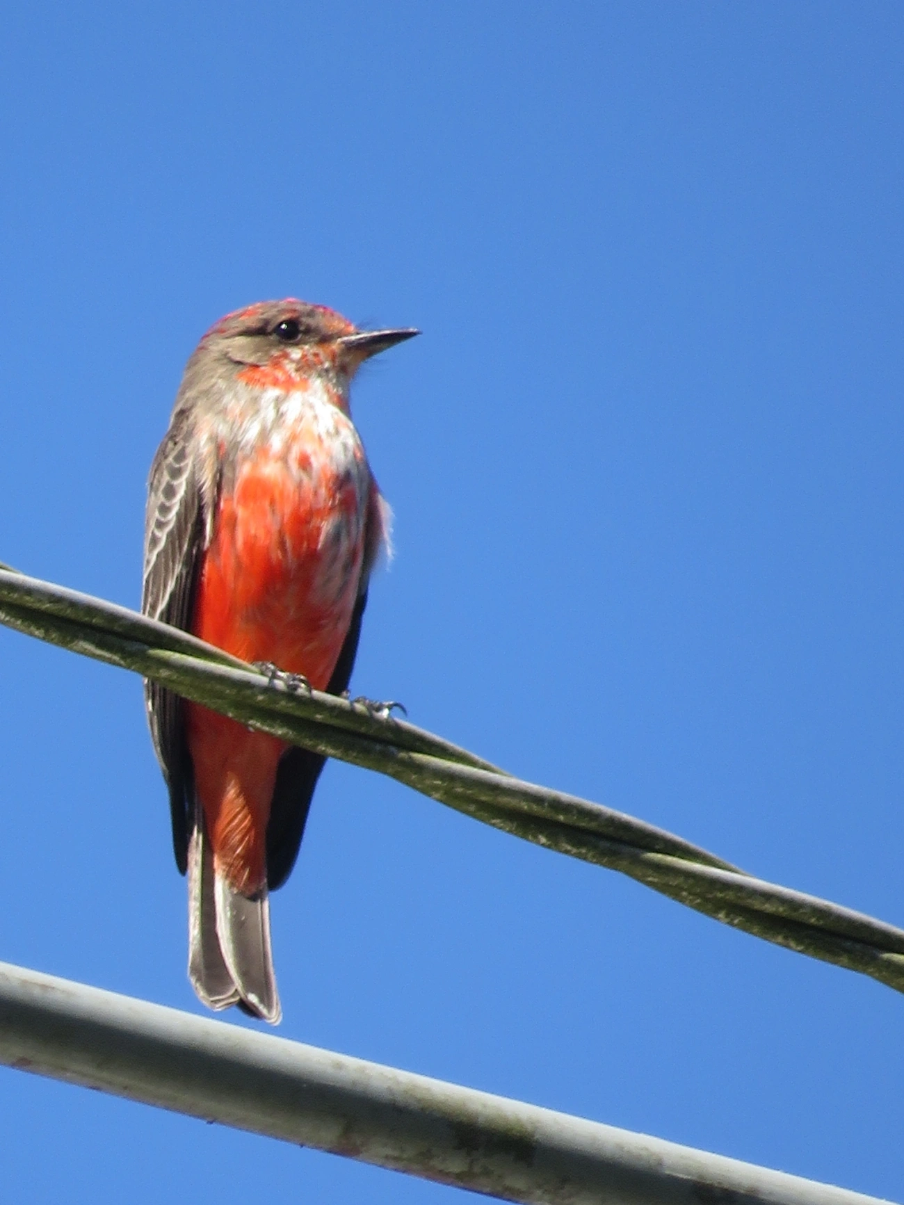 Príncipe (Pyrocephalus rubinus), aves, fotografado em Maresias, São Sebastião