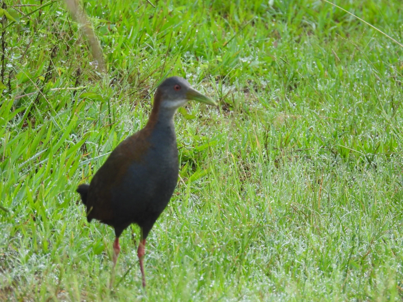 Saracura-do-mato (Aramides saracura), aves, fotografado em Queluz