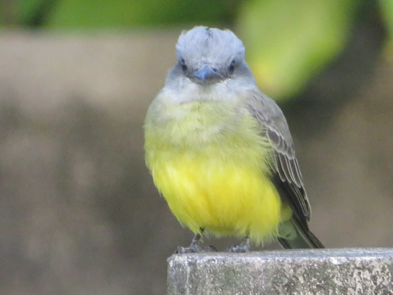 Suiriri (Tyrannus melancholicus), aves, fotografado em Maresias, São Sebastião