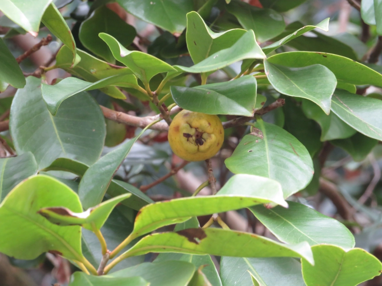 Goiabas (Psidium), plantas, fotografado em Maresias, São Sebastião