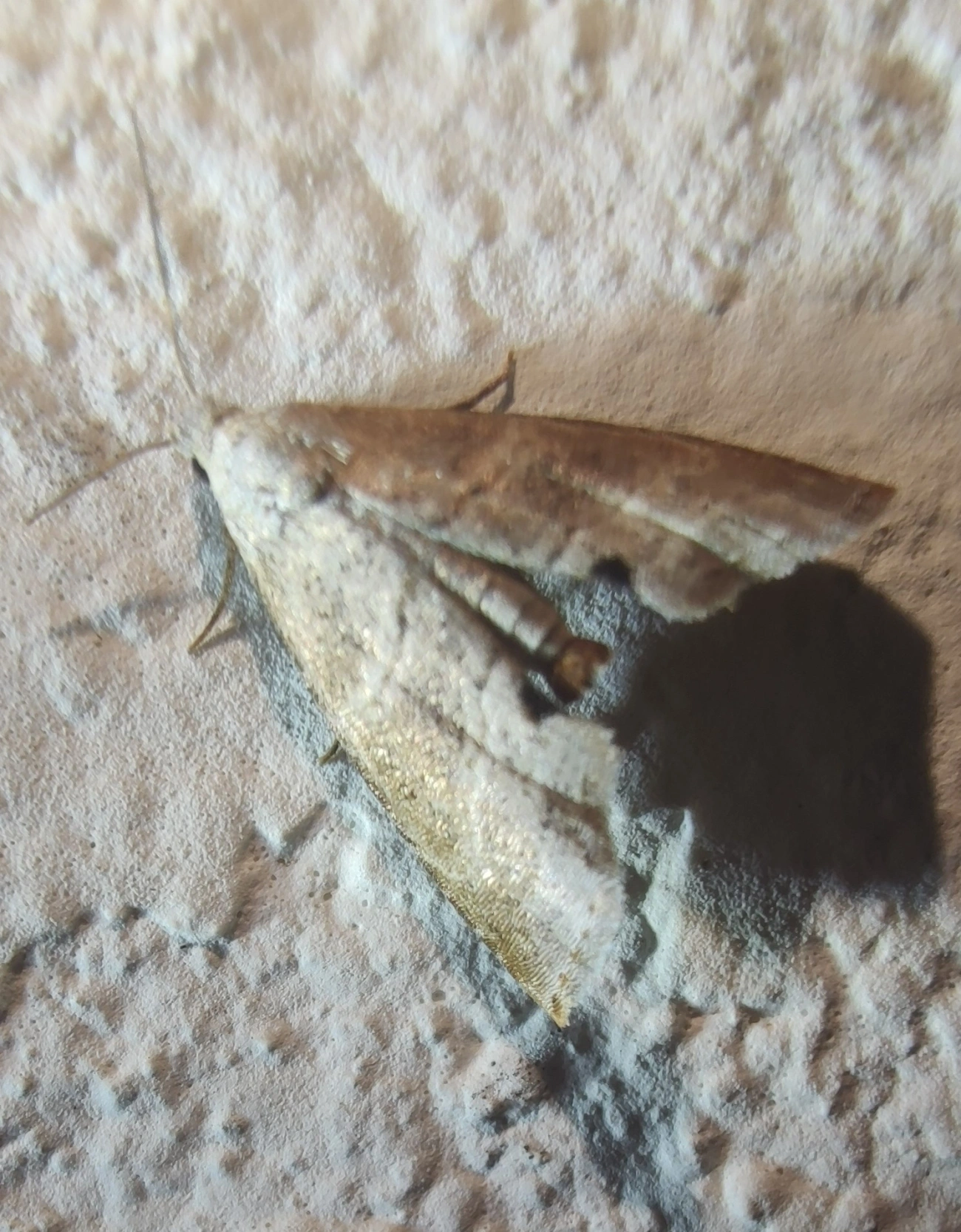 Noctuoidea, insetos, fotografado em Maresias, São Sebastião