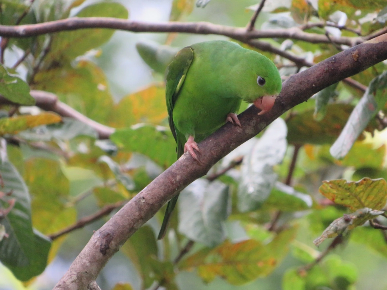 Periquito-rico (Brotogeris tirica), aves, fotografado em Maresias, São Sebastião