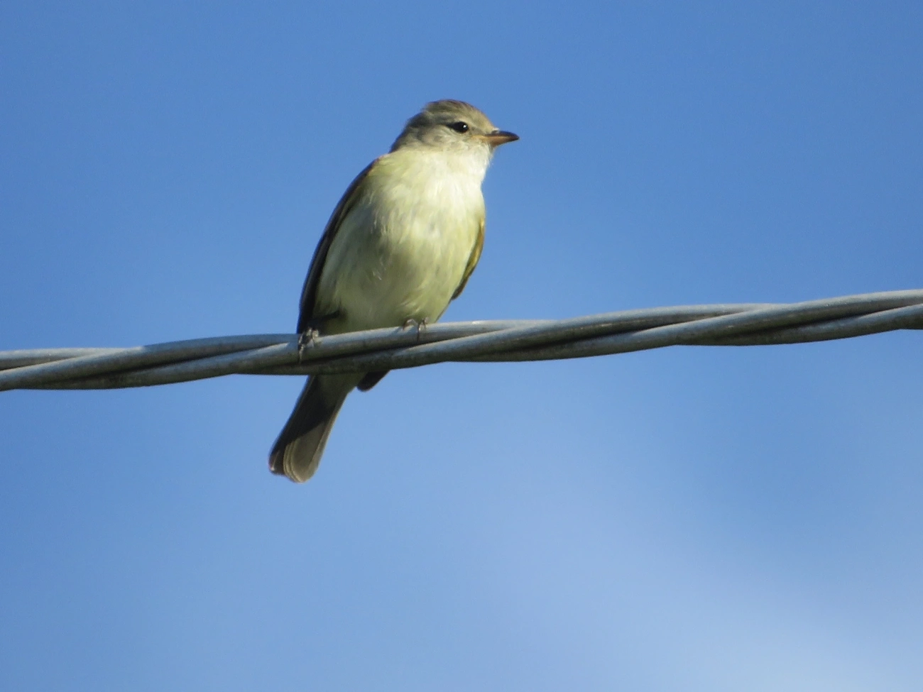 Risadinha (Camptostoma obsoletum), aves, fotografado em Maresias, São Sebastião