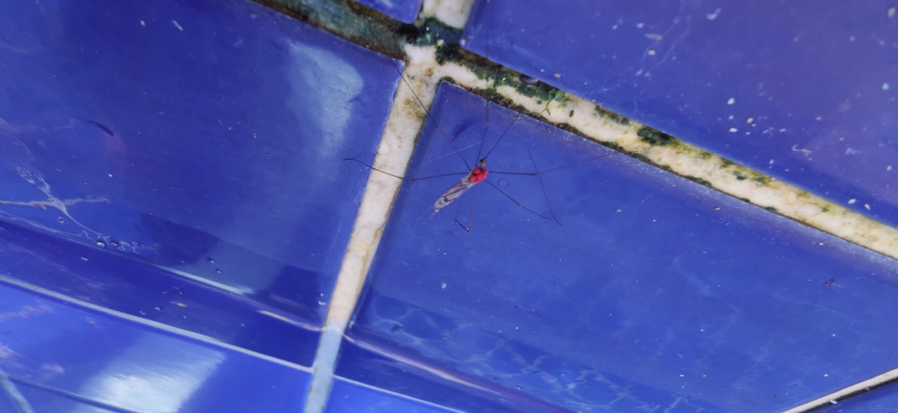 Berytidae, insetos, fotografado em Maresias, São Sebastião
