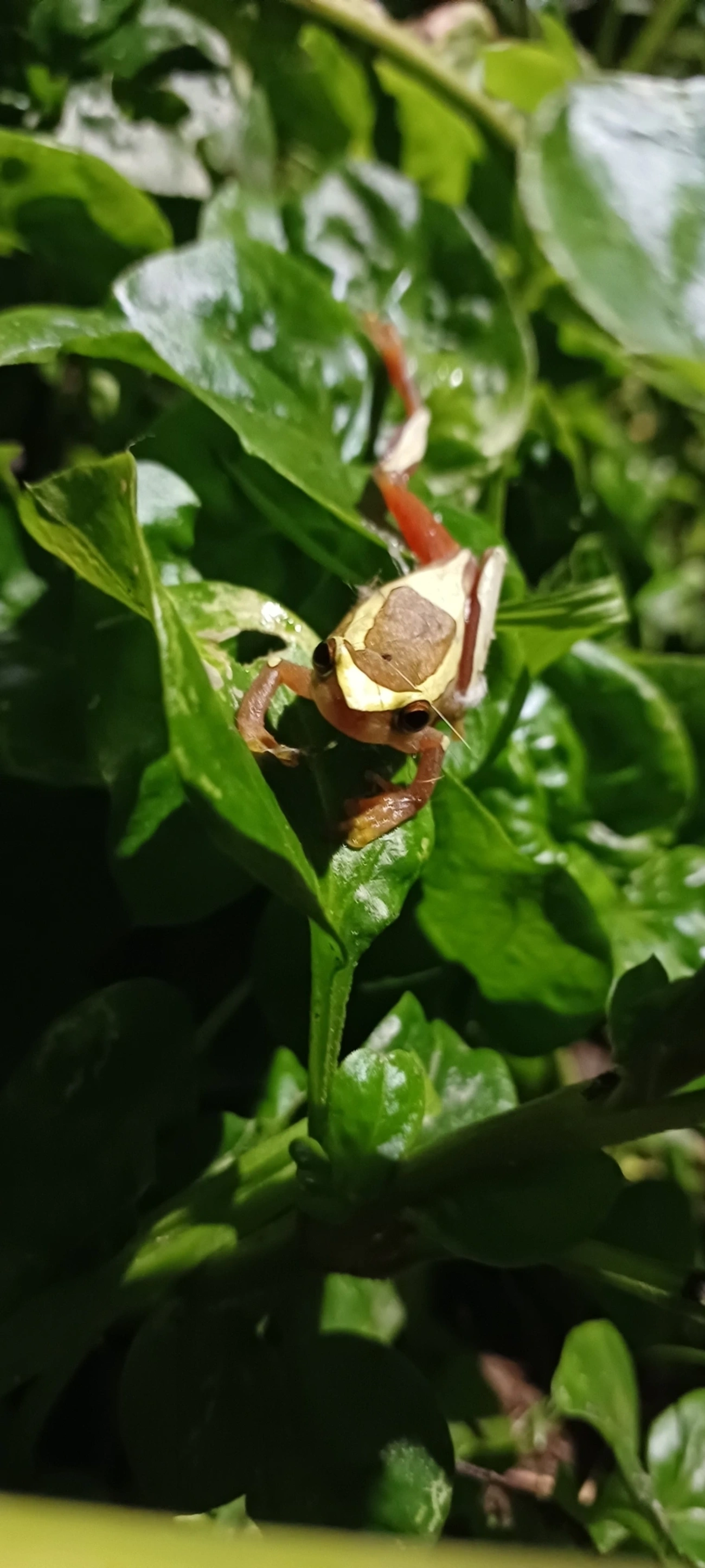 Perereca-de-moldura (Dendropsophus elegans), anfíbios, fotografado em Maresias, São Sebastião