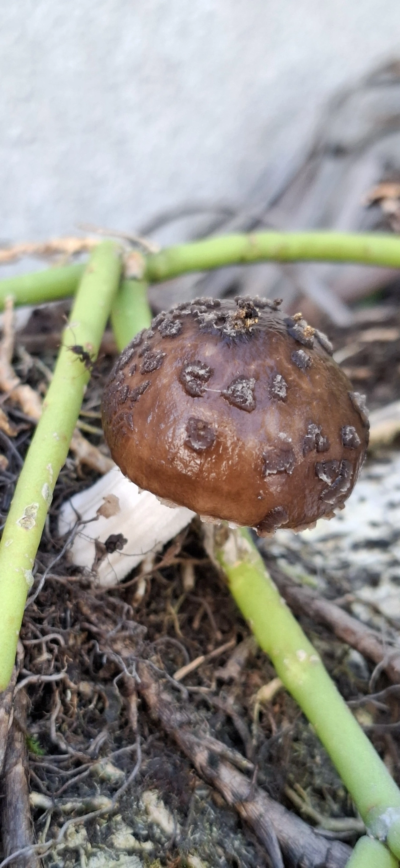 Cogumelo-de-coco (Oudemansiella cubensis), fungos, fotografado em Maresias, São Sebastião