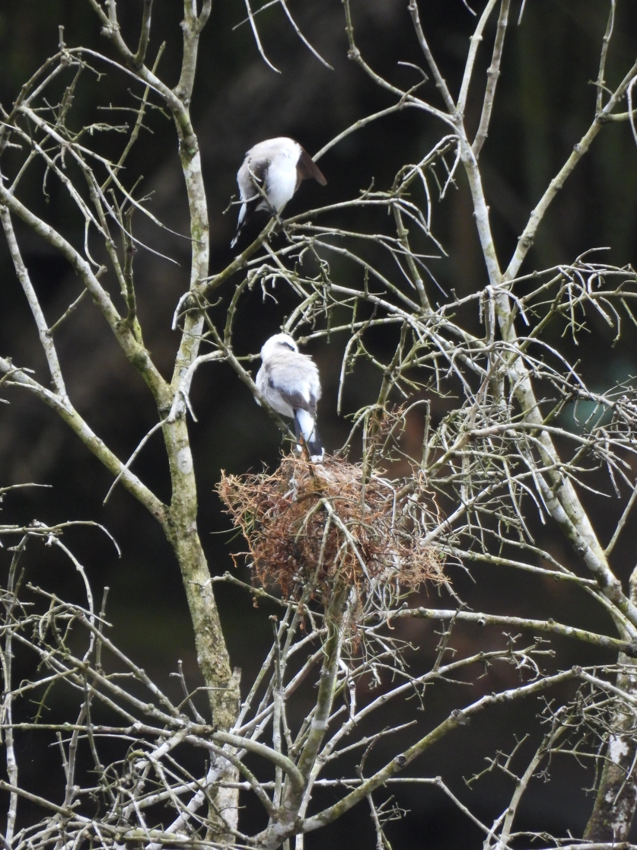 Lavadeira-mascarada (Fluvicola nengeta), aves, fotografado em Bonete, Ilhabela