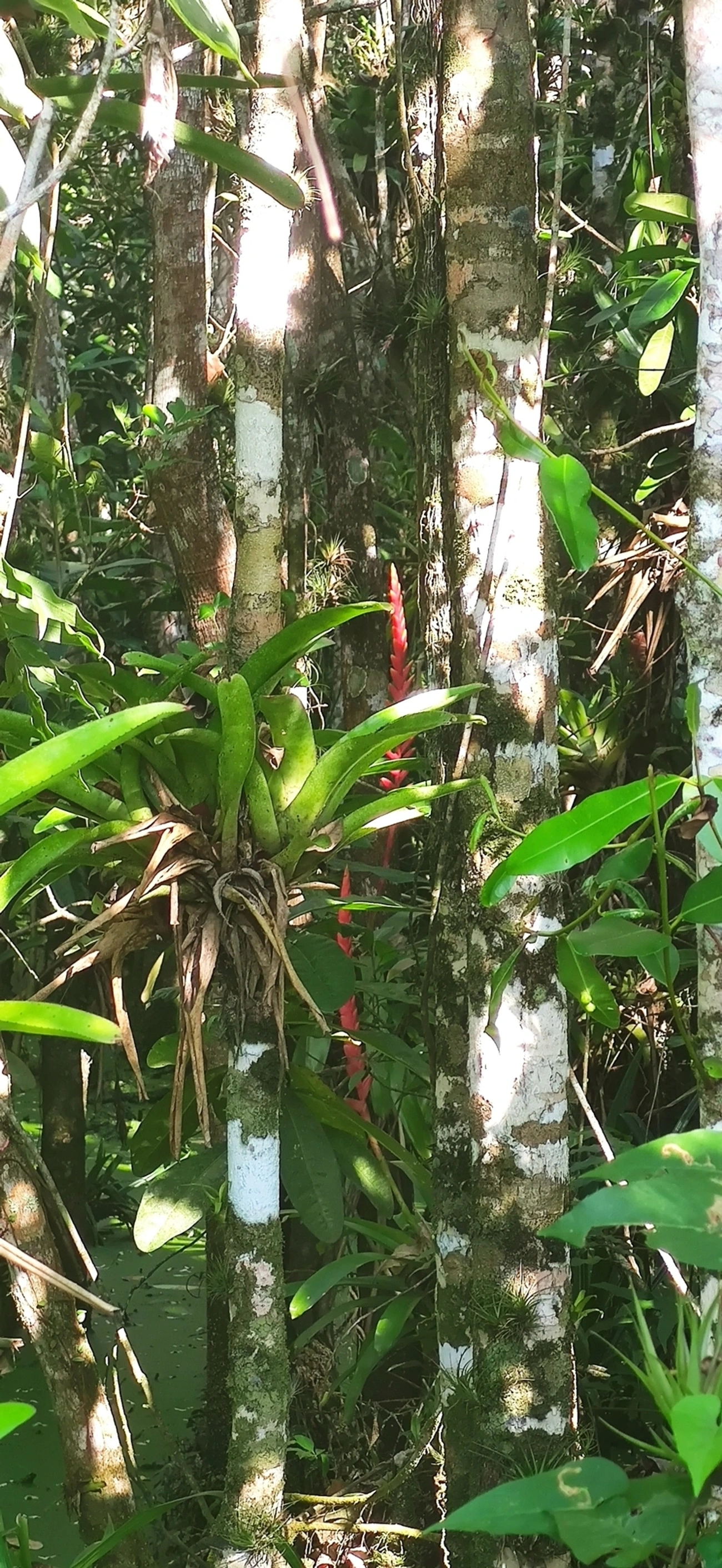 Gravatinha (Vriesea ensiformis), plantas, fotografado em Maresias, São Sebastião