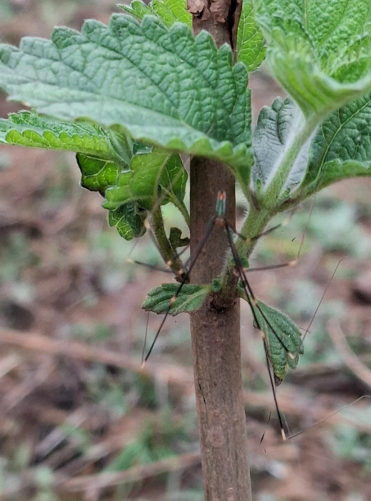 Aranha-perna-longa (Mesabolivar cyaneotaeniatus), aracnídeos, fotografado em Santa Isabel