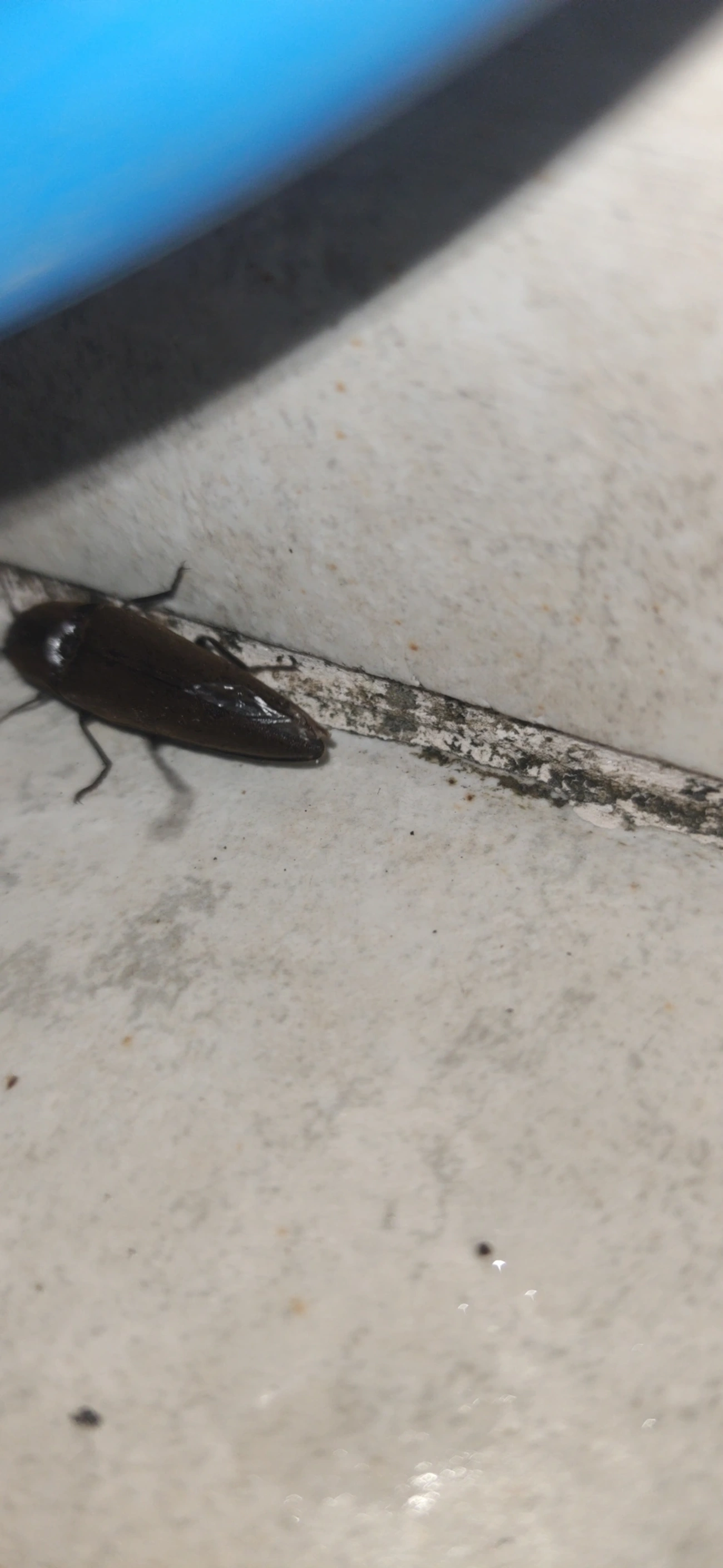 Orthostethus, insetos, fotografado em Maresias, São Sebastião