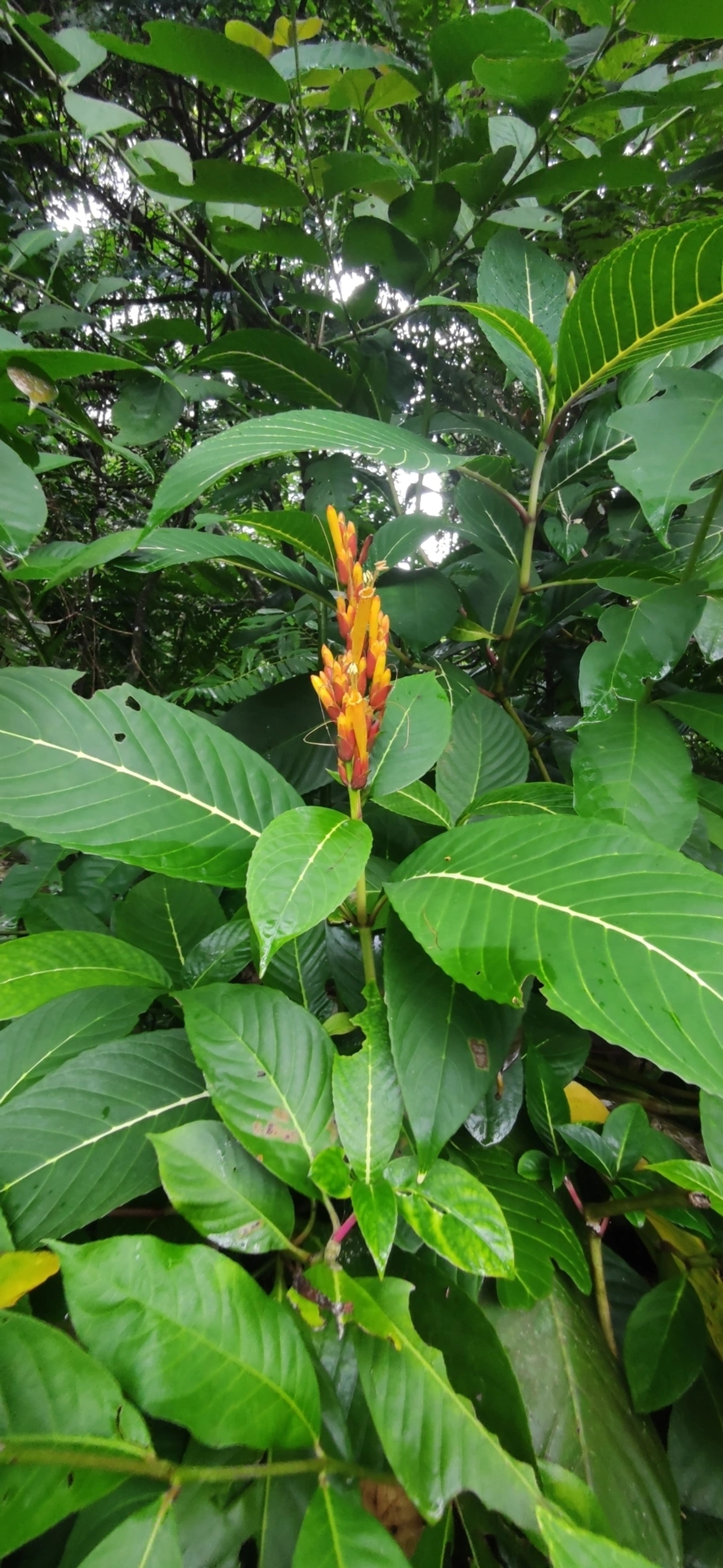 Sanchésia (Sanchezia parvibracteata), plantas, fotografado em Maresias, São Sebastião