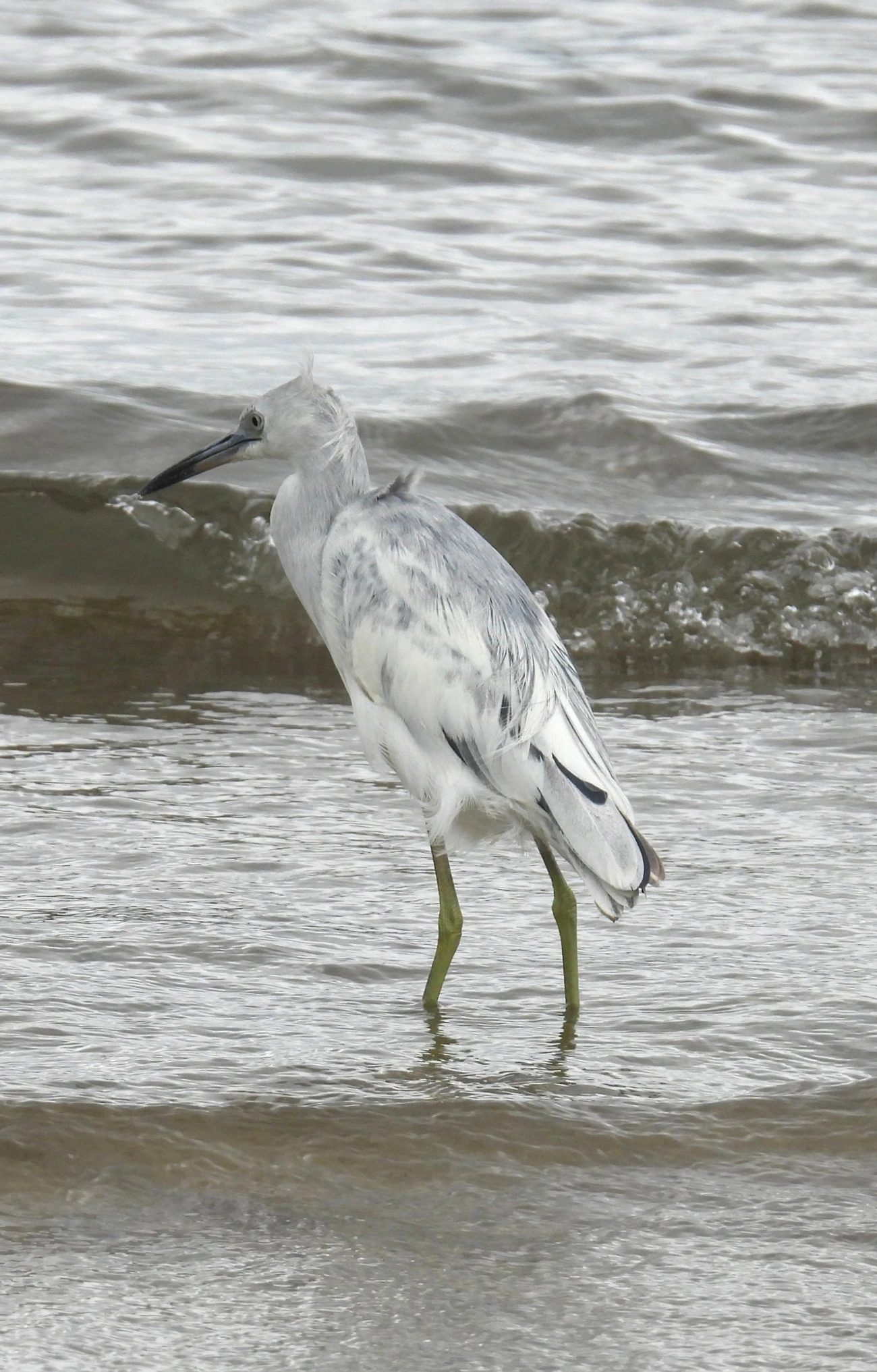 Garça-azul (Egretta caerulea), aves, fotografado em Perequê, Ilhabela
