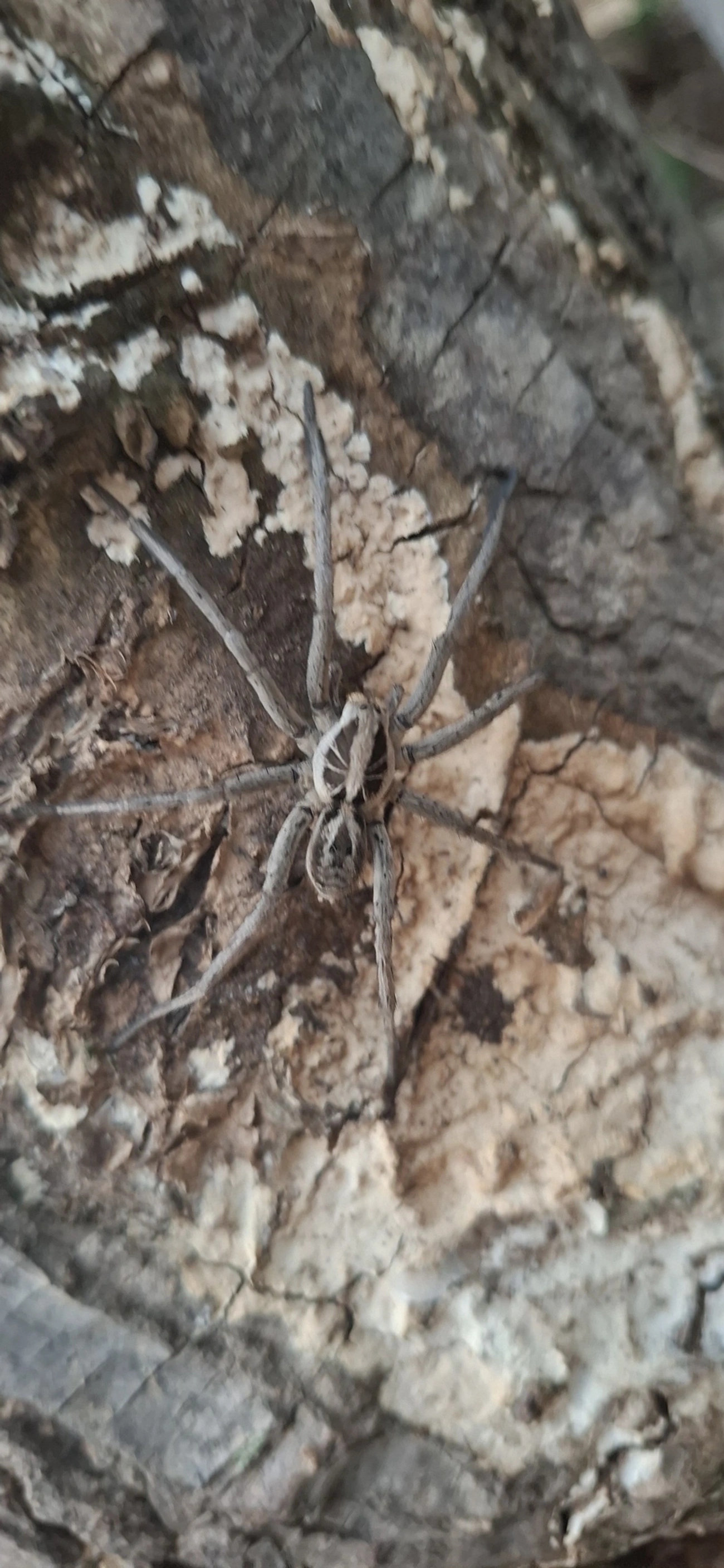 Lycosinae, aracnídeos, fotografado em Socorro