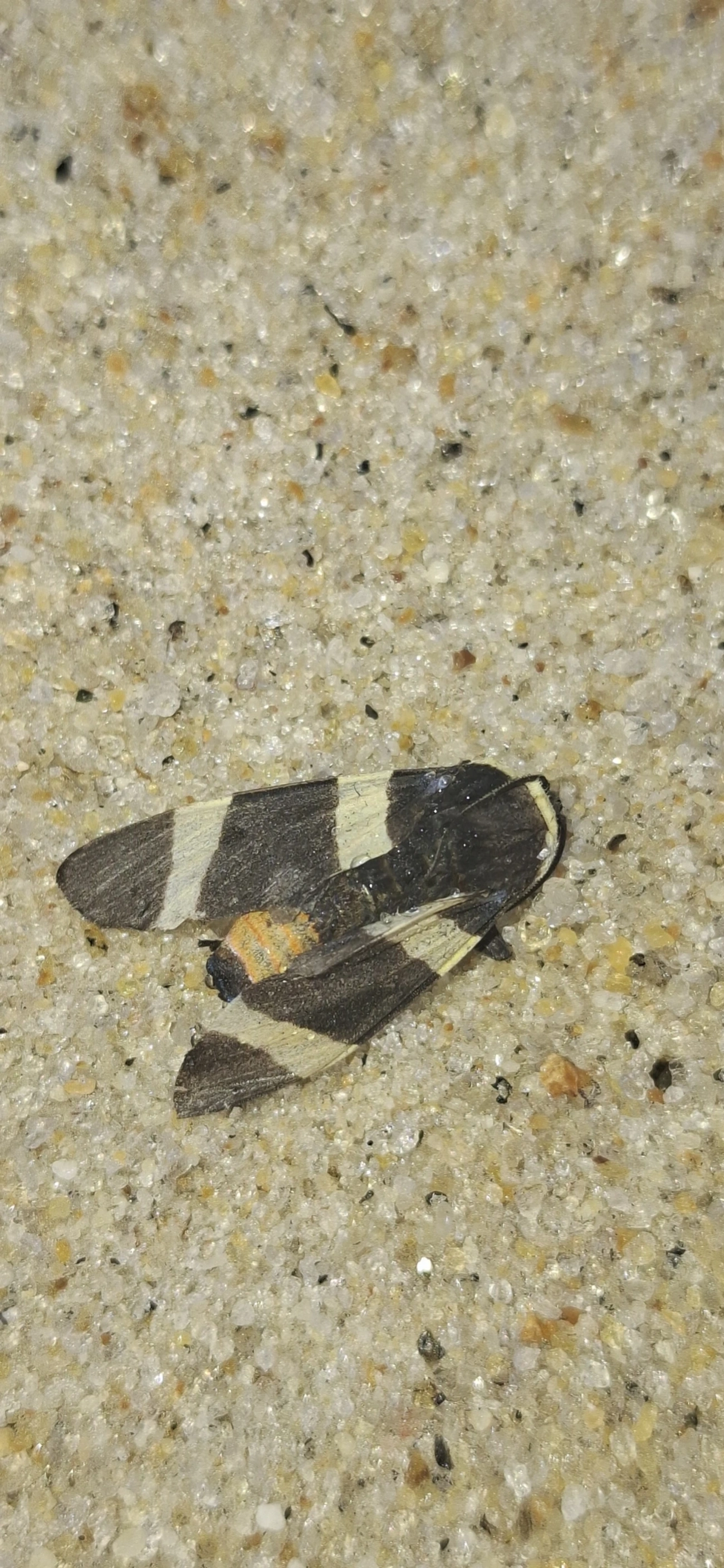 Erebidae, insetos, fotografado em São Sebastião