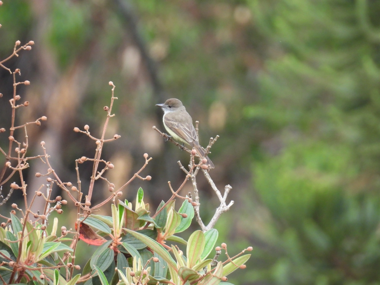 Maria-cavaleira (Myiarchus ferox), aves, fotografado em Itamonte