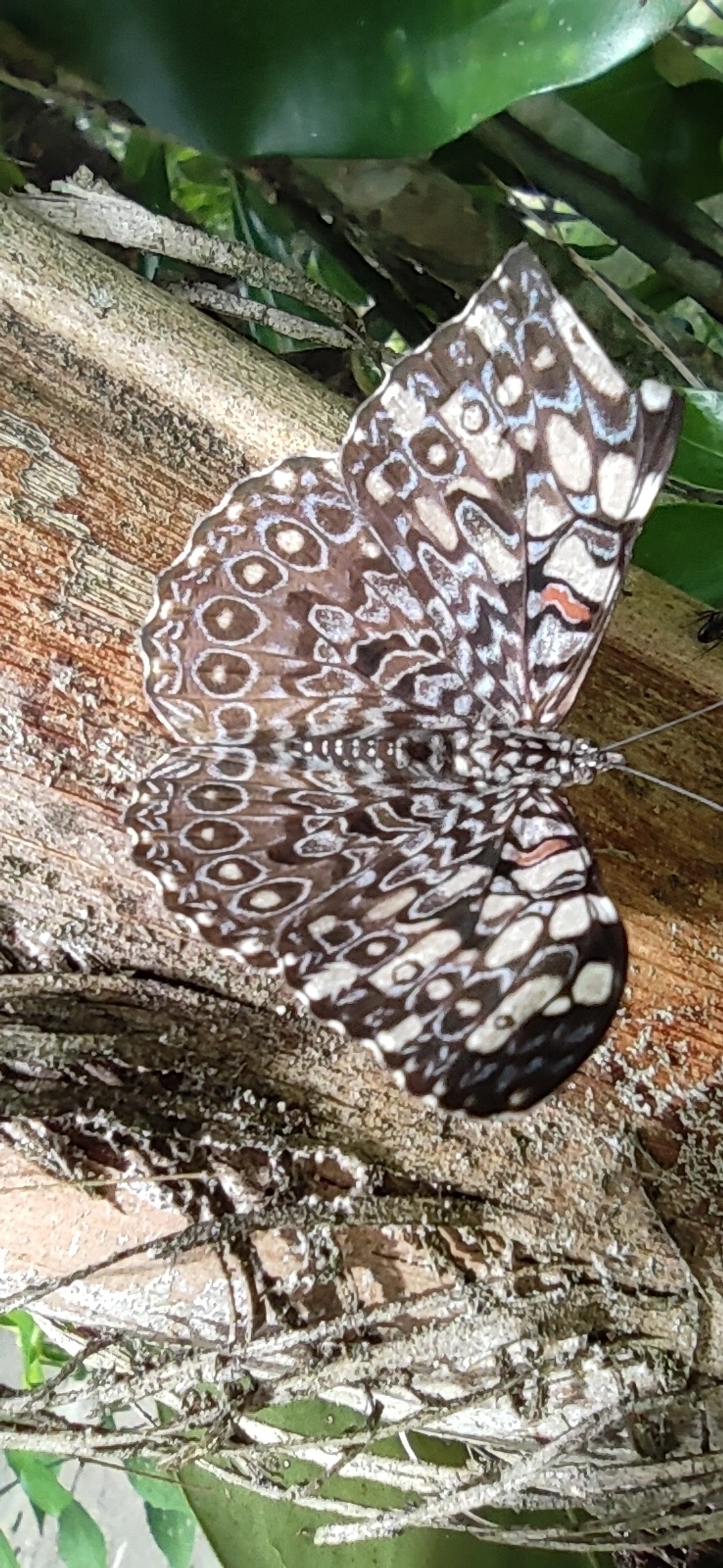 Borboleta-estaladeira (Hamadryas feronia), insetos, fotografado em Maresias, São Sebastião