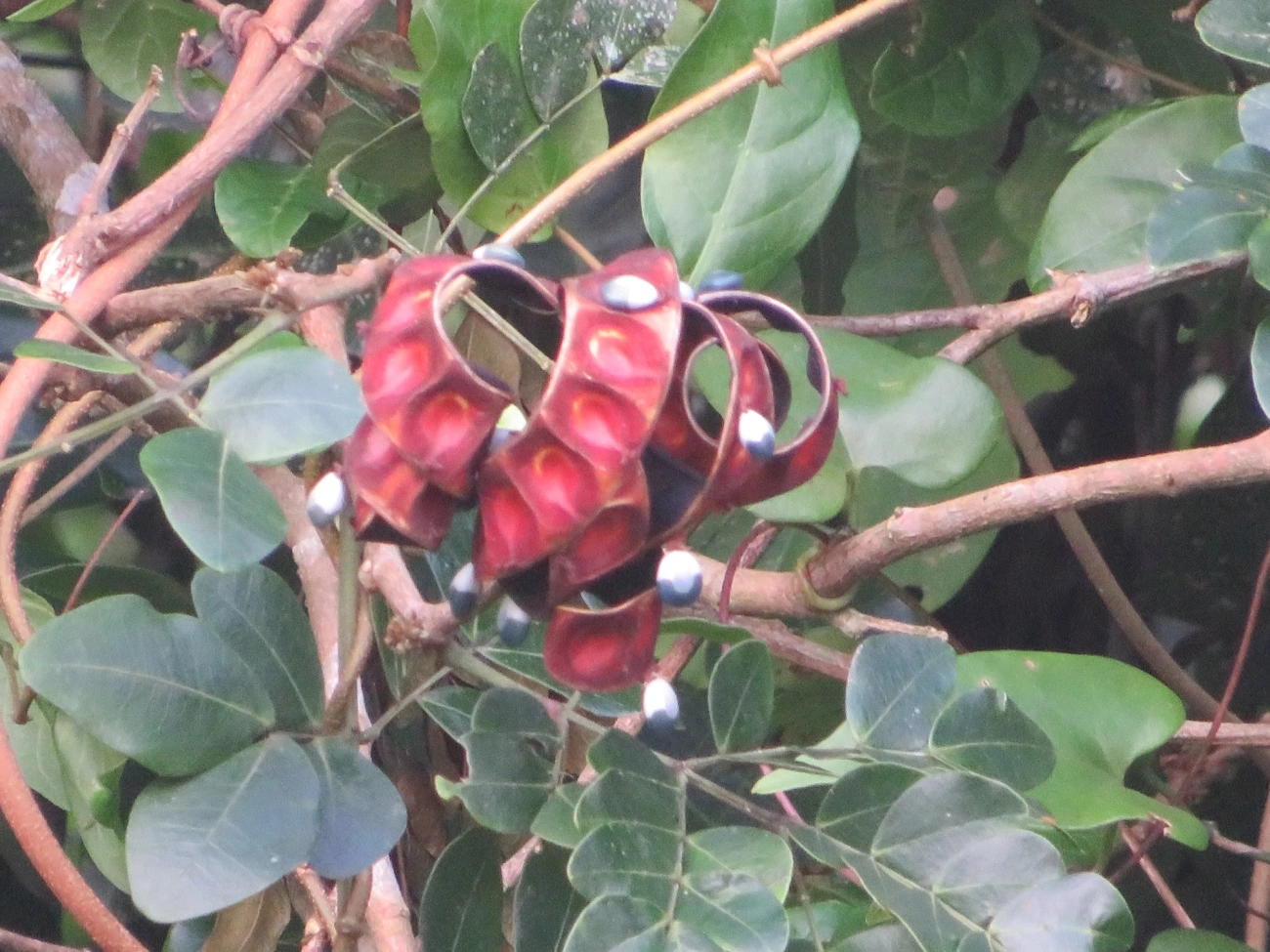 Ingarana (Jupunba trapezifolia micradenia), plantas, fotografado em Maresias, São Sebastião