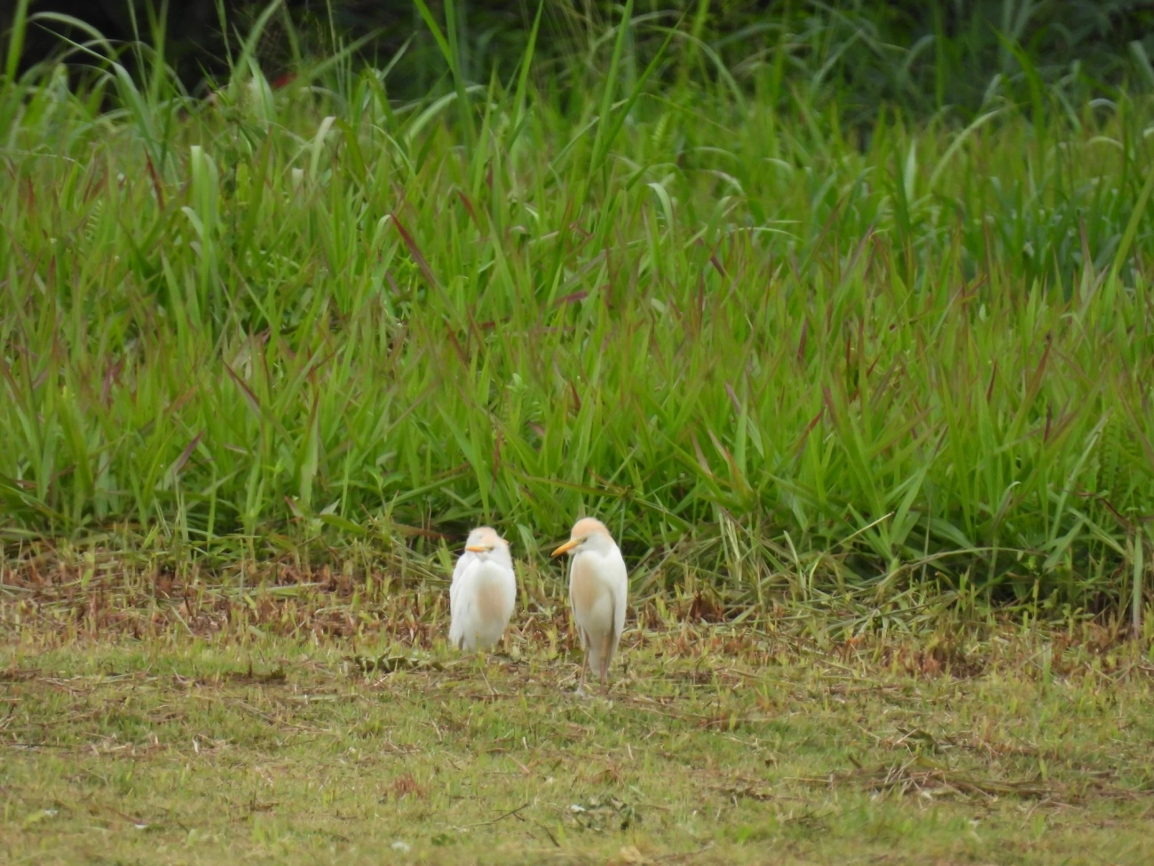 Garça-vaqueira (Ardea ibis), aves, fotografado em Maresias, São Sebastião